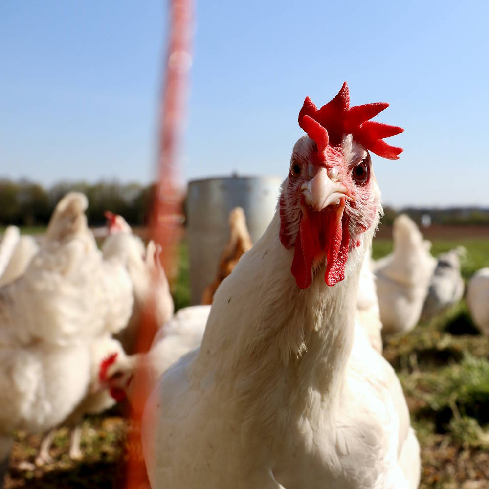 High performing teams and chickens