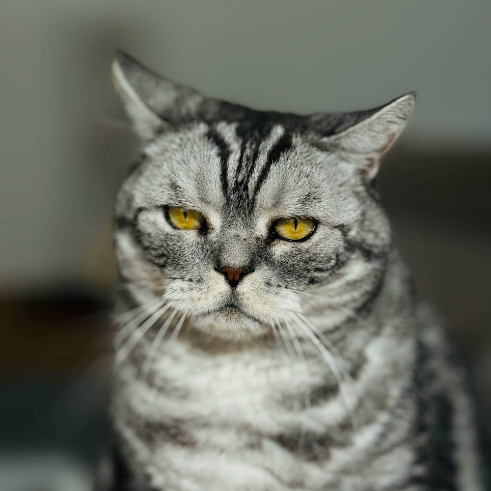 Forced fun with grumpy cat